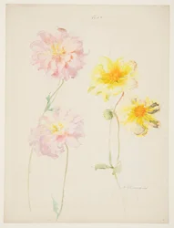 Study of Dahlias