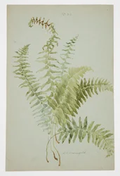 Study of Fern