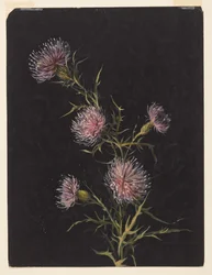 Study of Thistles