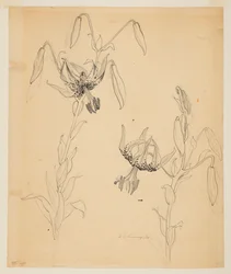 Study of Tiger Lilies