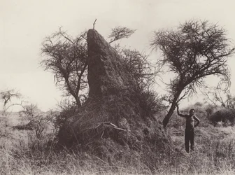 A Mammoth Antheap