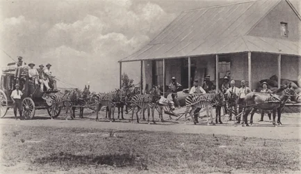 A Novel Means of Transport, Zebras to draw the Mail Coach (b/w photo)
