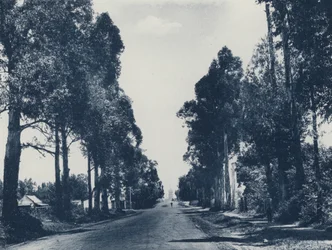 Avenue of Blue Gum Trees, Pretoria