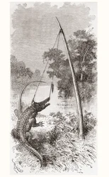 An Alligator Trap on the Oyapock River