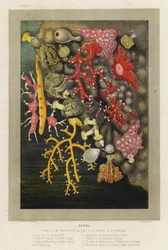 Coral