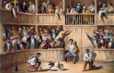 Valla de Gallos, Cuba