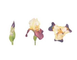 Bearded Iris