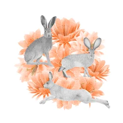 Jack Rabbits