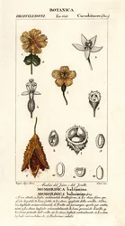 African cucumber