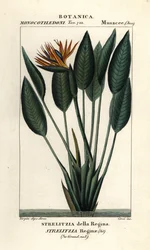 Bird of paradise, Strelitzia reginae