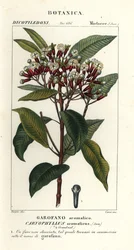 Clove