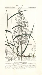 Common bent, Agrostis capillaris