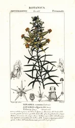 Common Toadflax or Yellow Toadflax