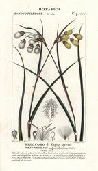 Cottongrass or cottonsedge