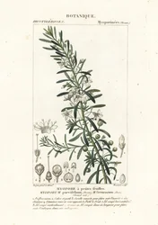 Creeping boobialla, Myoporum parvifolium