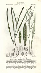Eelgrass or seawrack