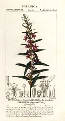 European wand loosestrife, Lythrum virgatum