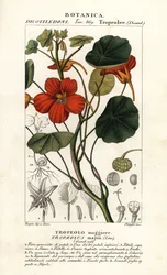Garden nasturtium, Tropaeolum majus