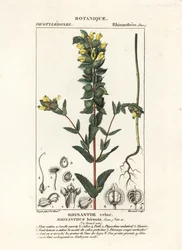 Greater yellow rattle