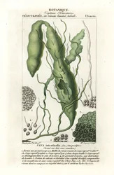 Gutweed or Grass Kelp