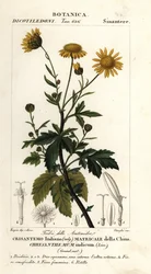 Indian chrysanthemum, Chrysanthemum indicum