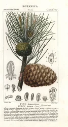 Italian stone pine