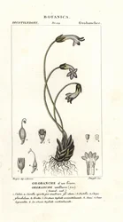 One-flowered broomrape
