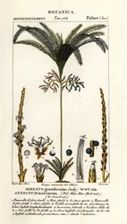 Palm tree, Geonoma maxima