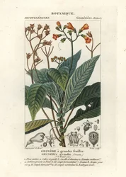Rhytidophyllum Grande