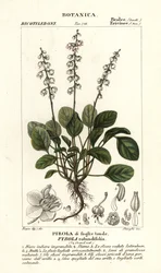 Round-leaved wintergreen, Pyrola rotundifolia