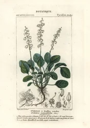 Round-leaved wintergreen