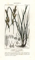 Sedge Grass