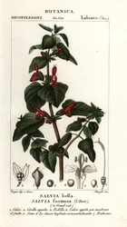 Shining-leaved sage