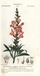 Snapdragon, Antirrhinum majus