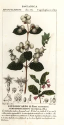 Snowberry