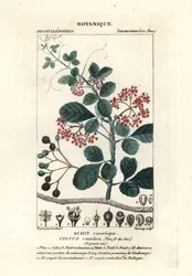 Spoonleaf treebine