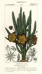 Starfish flower or carrion plant