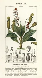 Tropical Pitcher Plant