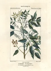 Turpentine Tree