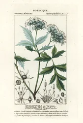 Virginia waterleaf