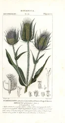 Wild teasel or fuller