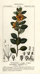 Yellow Alder