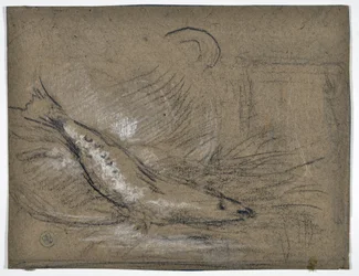 Fish Study