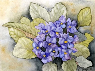 Usambara Violet