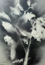 Monochrome Botanical Study