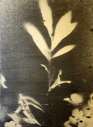 Stark Botanical Silhouette