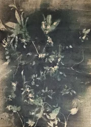 Vintage Botanical Shadows