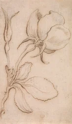 A Study in Pinks and Roses