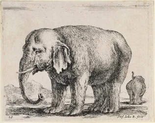 Elephant