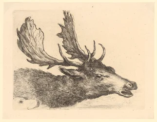 Head of a fallow deer, plate 2 from the series “Various Animal Heads”